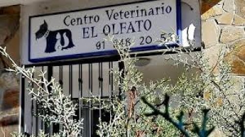 veterinario-el-olfato